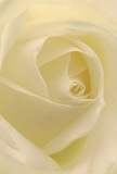 Drawn intimately into the soft heart of this cream-white rose, you sense the tender artistry that defines every bouquet hand-crafted in Archway. The petals, unfurling in gentle spirals, appear almost weightless-capturing morning light with a serene, glow that invites peaceful contemplation. Between each fold lie delicate shadows, their quiet depths echoing the tranquil moments so often found in Elthorne Park or along Archway's bustling market streets. There's a living stillness in the arrangement, the creamy-white tones animating feelings of grace, reverence, and hope. The composition feels achingly pure, with each petal's texture reminiscent of fine silk and the subtle scent hinting gently at new beginnings. This close perspective tells a story of intimacy: the patience and care of local florists arranging each flower as if for a cherished neighbour or old friend. Ideal for delivering messages of sympathy, admiration, or celebration, this rose anchors every gesture with heartfelt emotion and a touch of North London soul. The atmosphere exudes peace, inviting you to share in a moment of comfort or joy-a reflection of the delicate balance between beauty and sincerity that Flowers Archway brings to every arrangement in the Archway community.